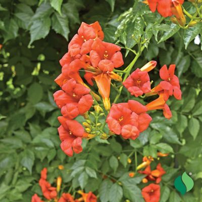 Image showing  Hummingbird Vine