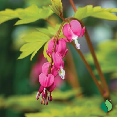 Image showing  Dicentra Spectabilis - Bleeding Heart