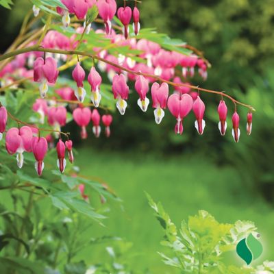 Image showing  Dicentra Spectabilis - Bleeding Heart