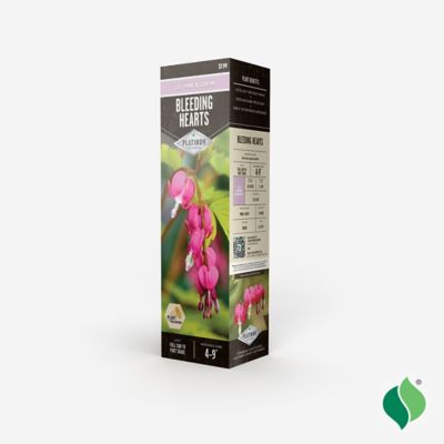 Image showing  Dicentra Spectabilis - Bleeding Heart