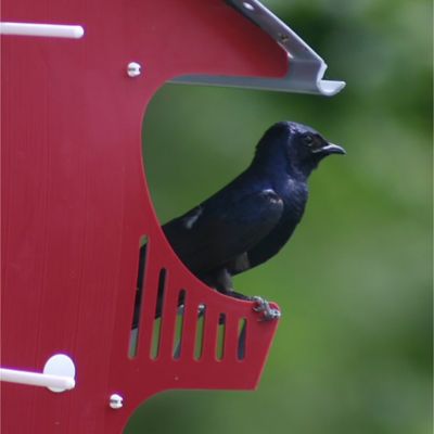 Image showing  Purple Martin Barn Bird House for 16 Families, 21 in. x 20 in. x 22 in.