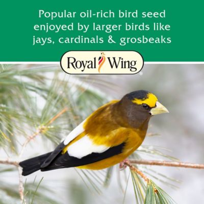 Image showing  Grey-Striped Sunflower Wild Bird Food, 20 lb.