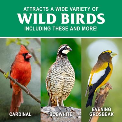 Image showing  Grey-Striped Sunflower Wild Bird Food, 20 lb.