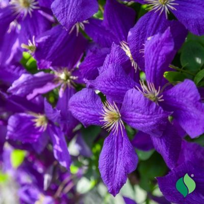 Image showing  Clematis Jackmanii