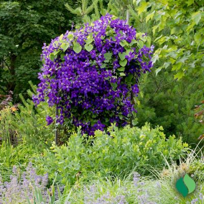 Image showing  Clematis Jackmanii