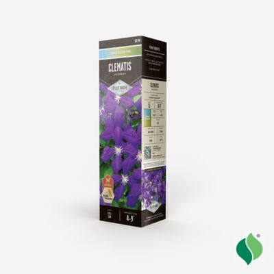 Image showing  Clematis Jackmanii