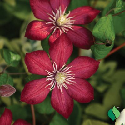 Degroot Clematis Rouge Cardinal 1 Bulb At Tractor Supply Co