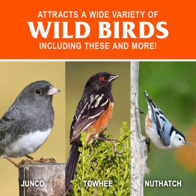 Image showing  Black Oil Sunflower Wild Bird Food