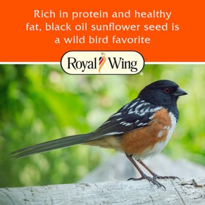 Image showing  Black Oil Sunflower Wild Bird Food