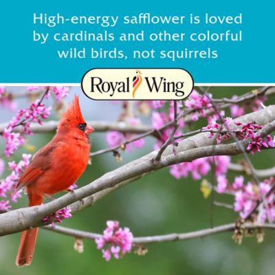 Image showing  Safflower Wild Bird Food