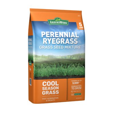 GroundWork 5 lb. 3,500 sq. ft. Perennial Ryegrass Grass Seed