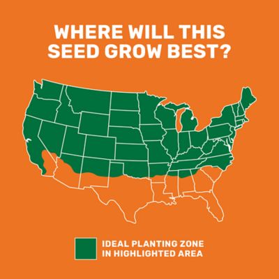 Image showing  5 lb. 3,500 sq. ft. Perennial Ryegrass Grass Seed