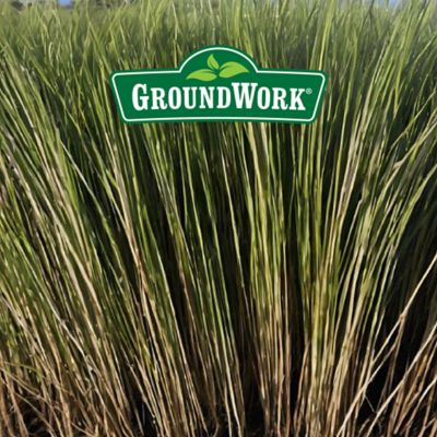 Image showing  25 lb. 5,000 sq. ft. Pensacola Bahiagrass Grass Seed Mixture