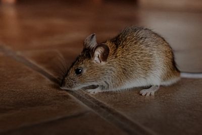 A mouse is shown. Banner reads, protect your home, barn and property before winter. Shop now.