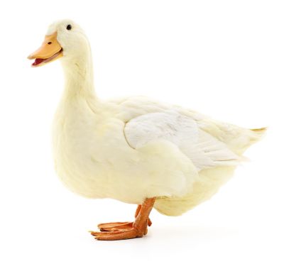 image of a Ducks