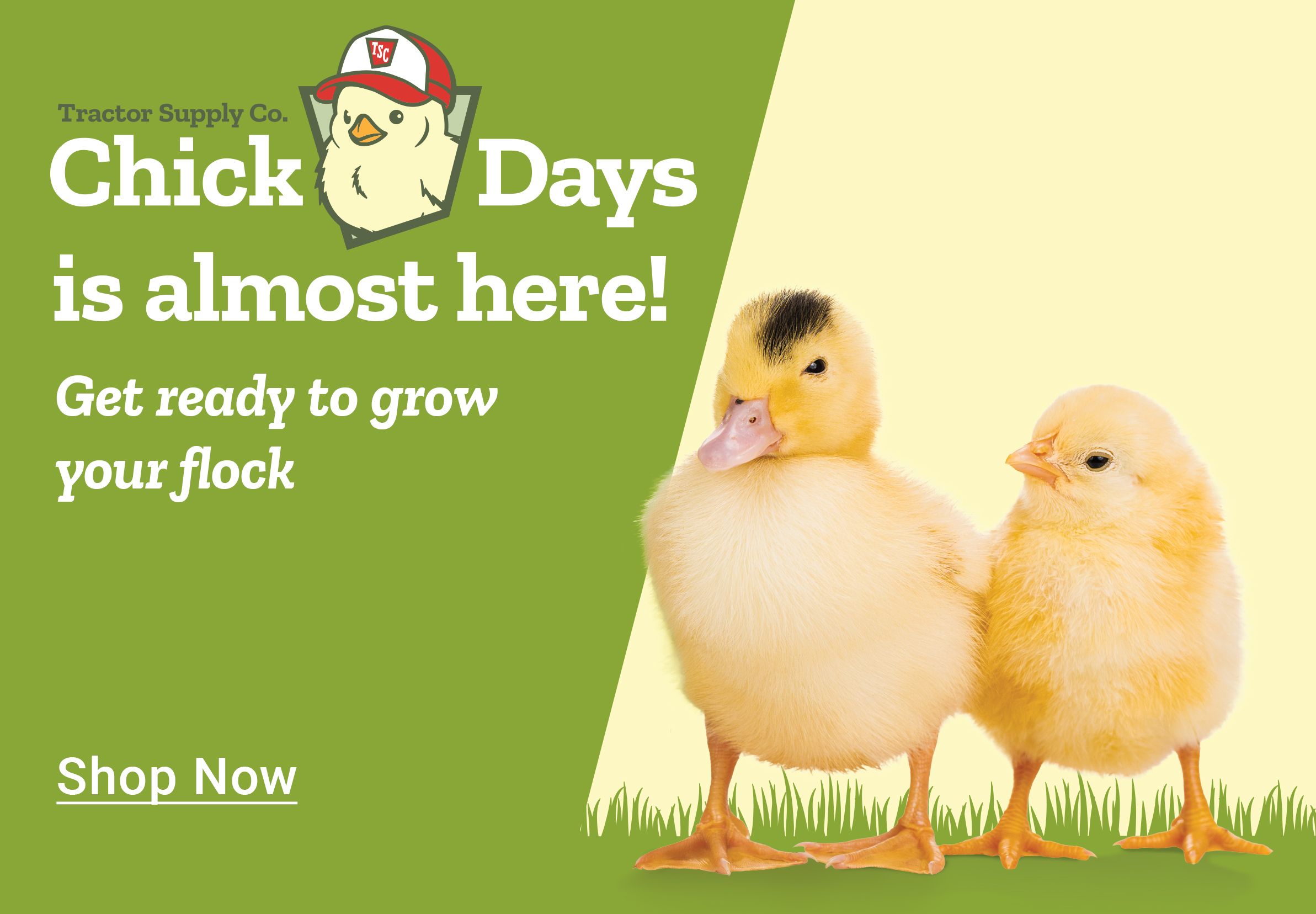Tractor Supply Company Chick Days promotion. Chick Days is almost here. Get ready to grow your flock. Image shows three baby chicks standing on grass with the Chick Days logo. Shop Now.
