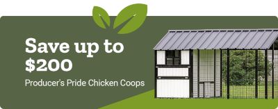 Save up to 200 dollars on Producer's Pride chicken coops. A promotional banner featuring a large white chicken coop with enclosed run displayed outdoors.