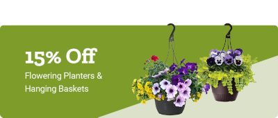 Flowering Planters & Hanging Baskets 15% Off