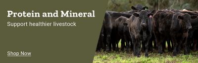 Protein and mineral. Support healthier livestock. Shop now. Herd of black cattle standing in a grassy field.
