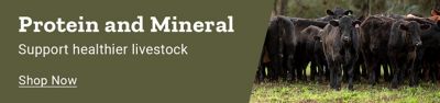 Protein and mineral. Support healthier livestock. Shop now. Herd of black cattle standing in a grassy field.