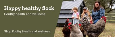Happy healthy flock. Poultry health and wellness. Shop poultry health and wellness. Chickens and roosters standing in a yard beside a family and chicken coop.