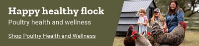 Happy healthy flock. Poultry health and wellness. Shop poultry health and wellness. Chickens and roosters standing in a yard beside a family and chicken coop.