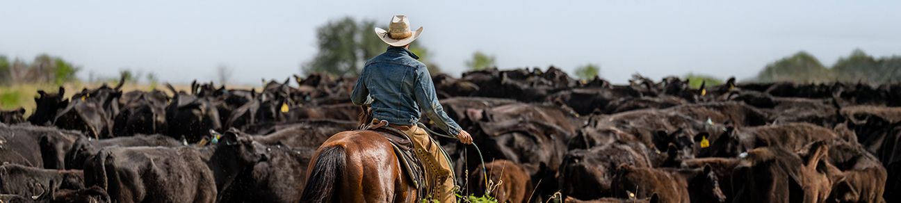 First Aid for Cattle