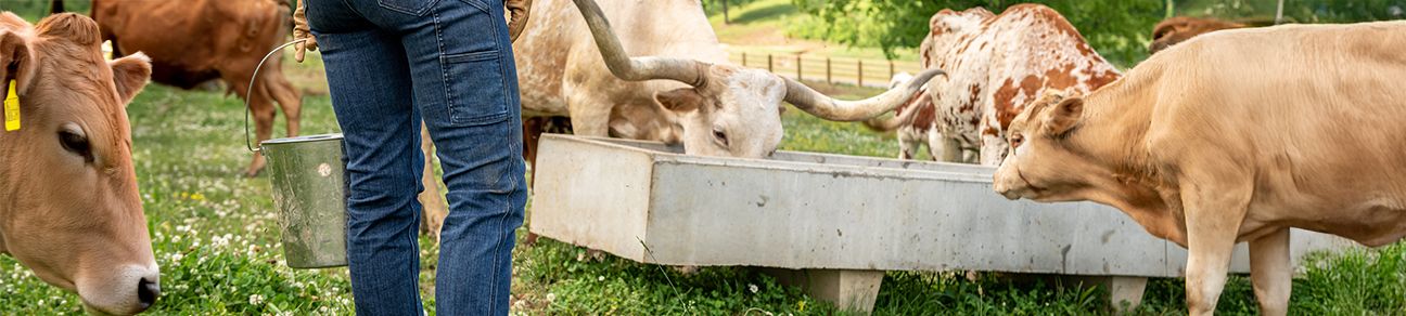 Build Your Horse's Immunity