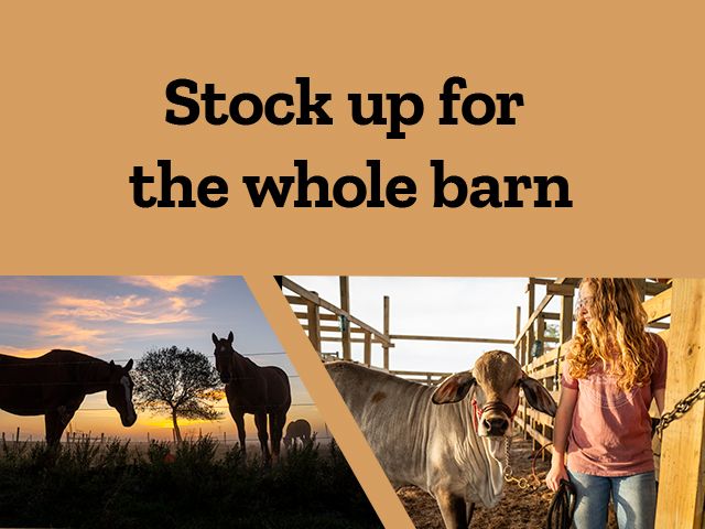 A wide banner showing two horses silhouetted against a vibrant sunrise on the left,a bold center section with the text “Stock up for the whole barn,”and a young woman standing beside a Brahman cow inside a sunlit wooden barn on the right. The image promotes livestock care and supply readiness across all farm animals.