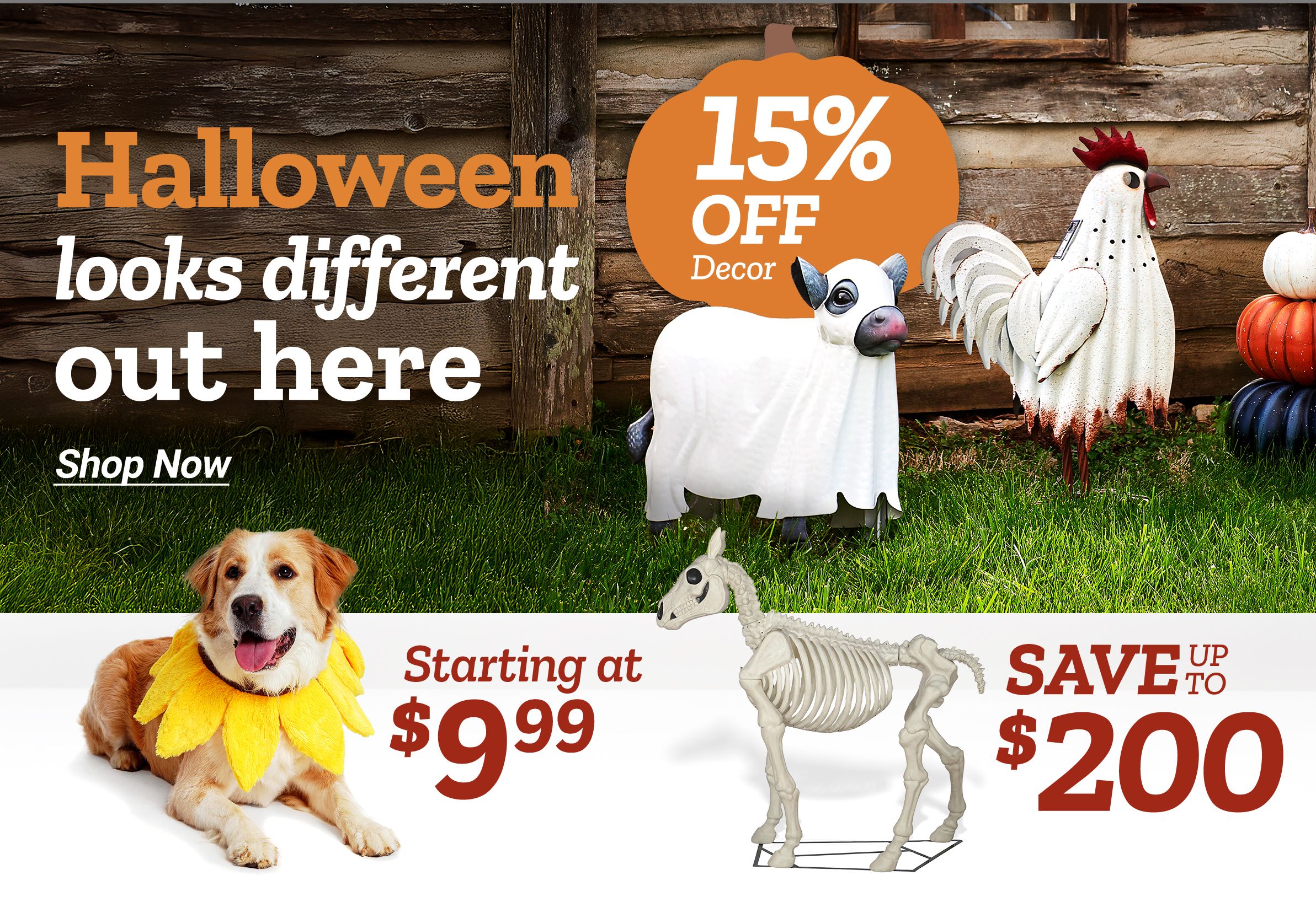 Promotional banner for Tractor Supply Co. Halloween sale. Text reads Halloween looks different out here. Shop Now. Image features a ghost cow decoration, metal rooster, stacked pumpkins, jack o lantern pot, skeleton horse, dog in sunflower costume, and a potted mum plant on green grass background.