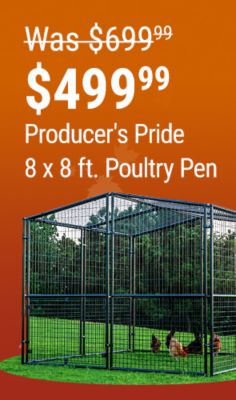 Tractor Supply Company promotion. Producer's Pride 8 by 8 foot poultry pen now 499.99, was 699.99, save 200 dollars. Image shows a large enclosed metal poultry pen with chickens on an orange fall background.