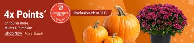 Neighbor's Club Rewards members earn 4x points when purchasing four or more mums and pumpkins, mix and match. Exclusive through November 1.