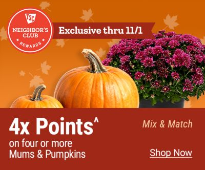 Neighbor's Club Rewards members earn 4x points when purchasing four or more mums and pumpkins, mix and match. Exclusive through November 1.