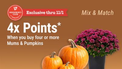 Tractor Supply Company Neighbor's Club exclusive promotion through November 1. Earn 4x points when you buy four or more mums and pumpkins. Mix and match. Image shows orange pumpkins and a pot of pink chrysanthemums on a brown fall background.