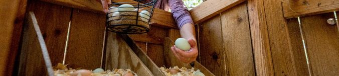 First Aid for Cattle