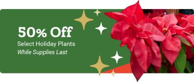 Tractor Supply Company promotion. Save 50 percent on poinsettias. Image shows rows of red and white poinsettia plants on a festive red and green background.