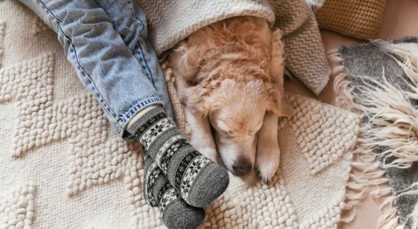 Dogs Tractor Supply Co
