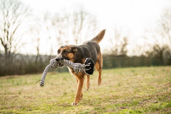 Does tractor supply allow dogs in their store best sale