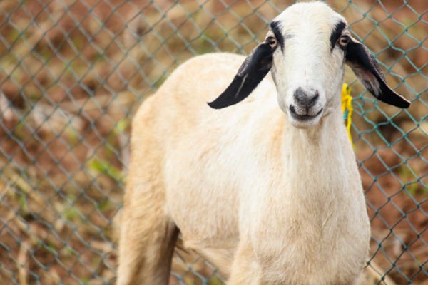 Washington tables urban goat decision