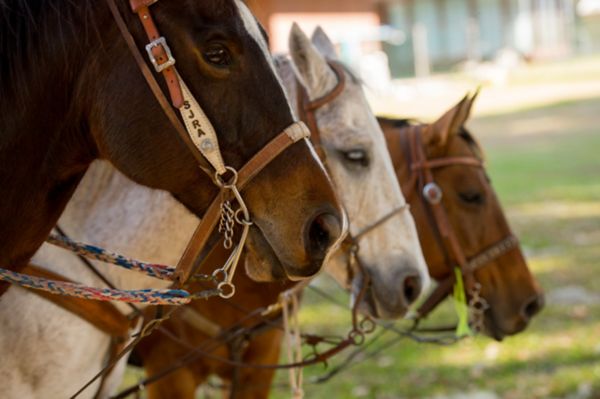 Horse antibiotics outlet tractor supply