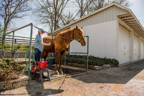 Horse antibiotics hot sale tractor supply