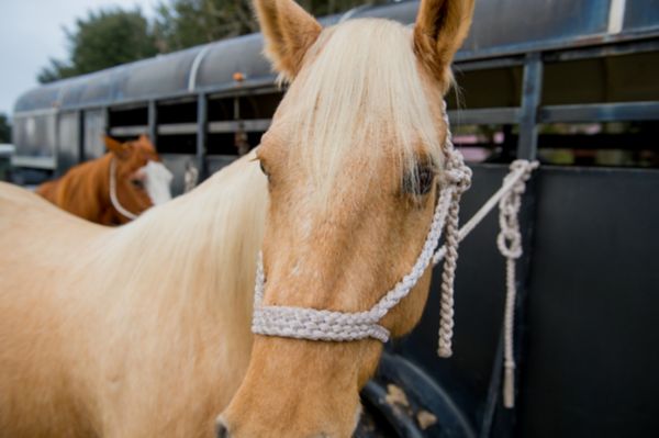 Horse antibiotics outlet tractor supply