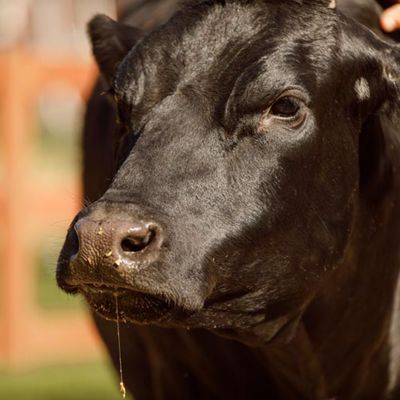 nutrena dog food tractor supply