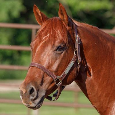 nutrena dog food tractor supply