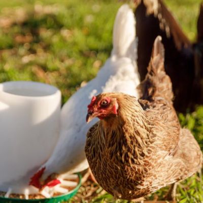 nutrena dog food tractor supply