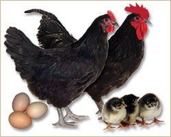 Black Australorp Tractor Supply Co
