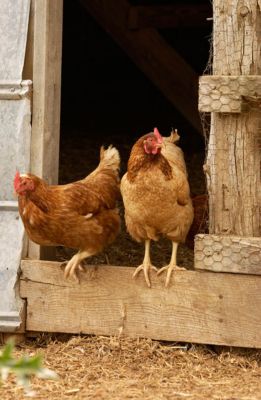 How To Prevent Heat Stress In Chickens | Chicken Care | Tractor Supply Co.