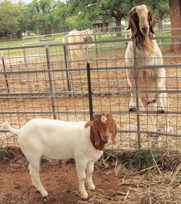 Choose the Right Fence for Your Goat | Goat Care | Tractor Supply Co.