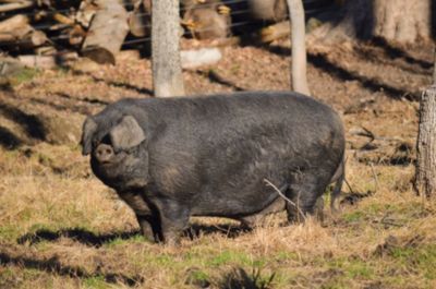 Large Black Hog | Tractor Supply Co.