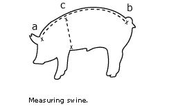 How to Calculate Pig Weight | Tractor Supply Co.